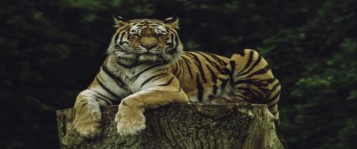 Gestolen tijger